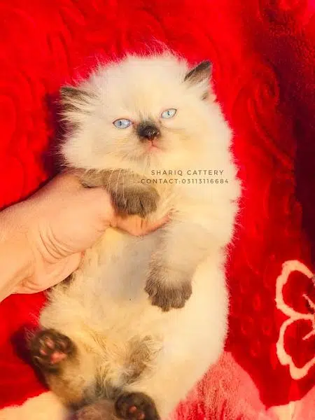 imported quality persian kittens available — photo 2