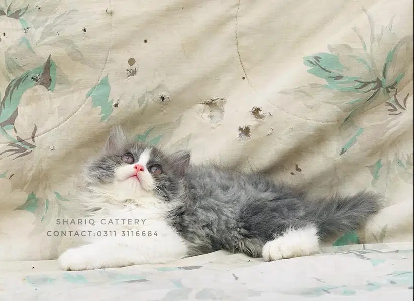 imported quality persian kittens available — photo 3