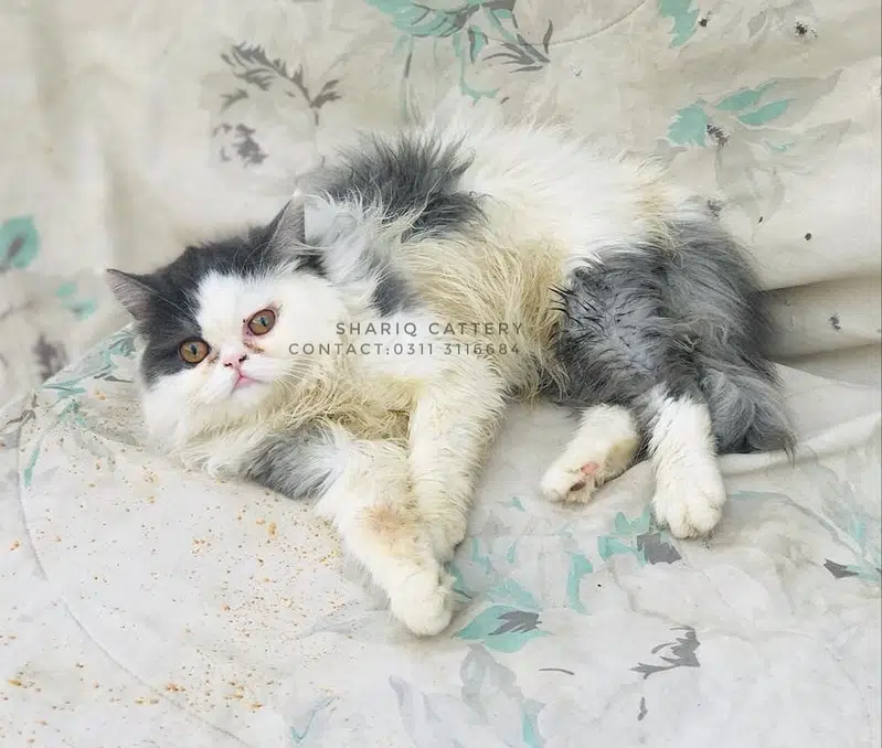 imported quality persian kittens available — photo 4