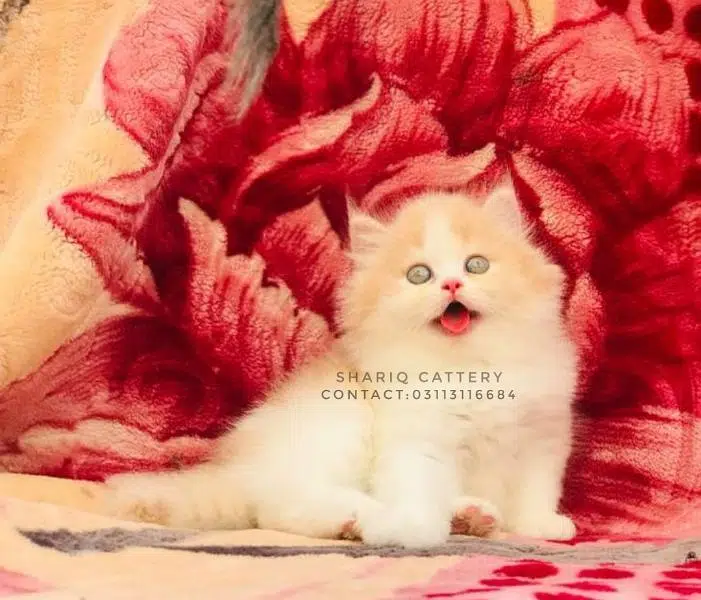 imported quality persian kittens available — photo 5