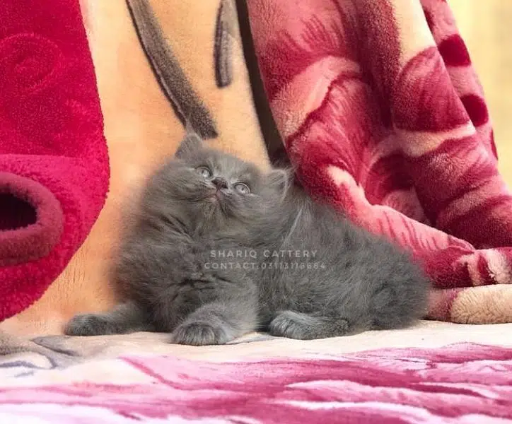 imported quality persian kittens available — photo 6