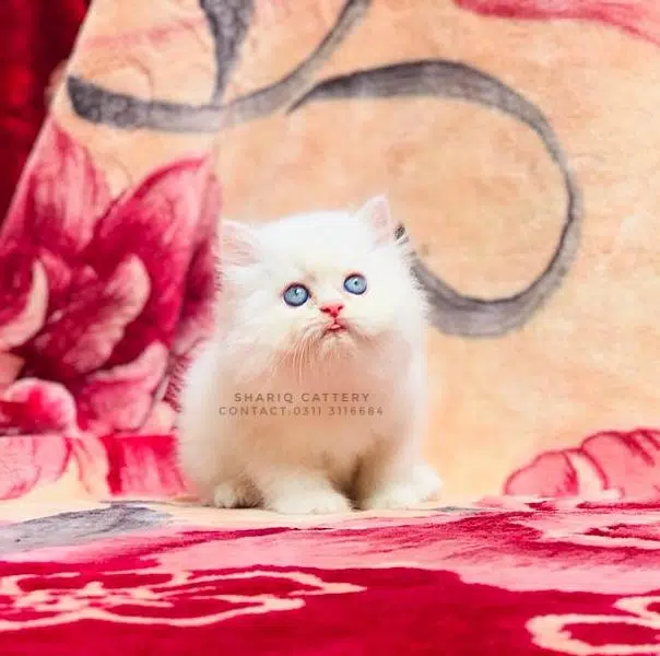 imported quality persian kittens available — photo 7