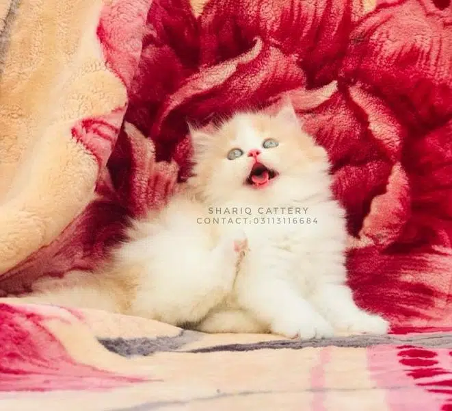 imported quality persian kittens available — photo 8