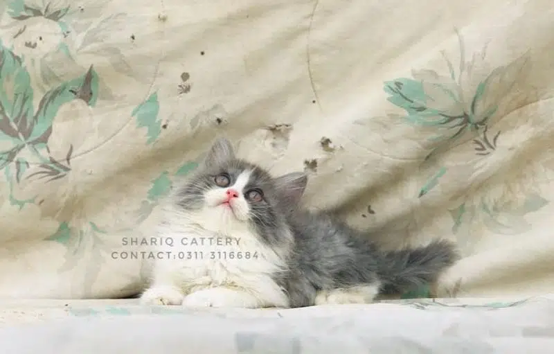 imported quality persian kittens available — photo 9