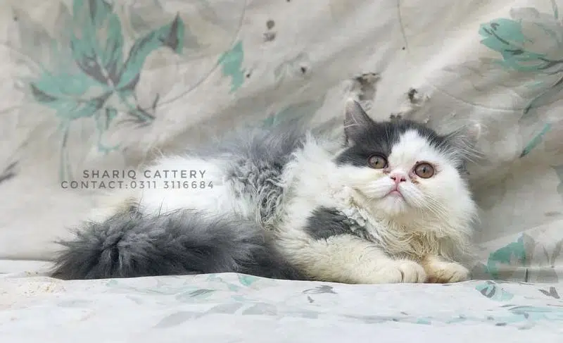 imported quality persian kittens available — photo 10