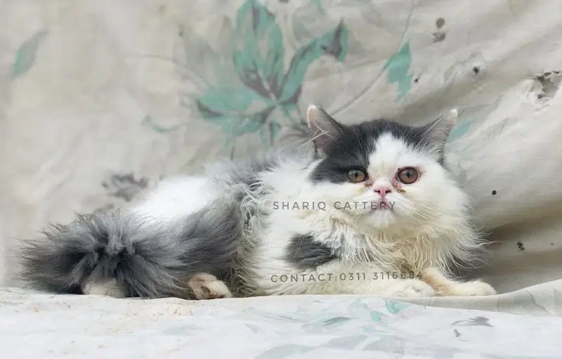 imported quality persian kittens available — photo 11