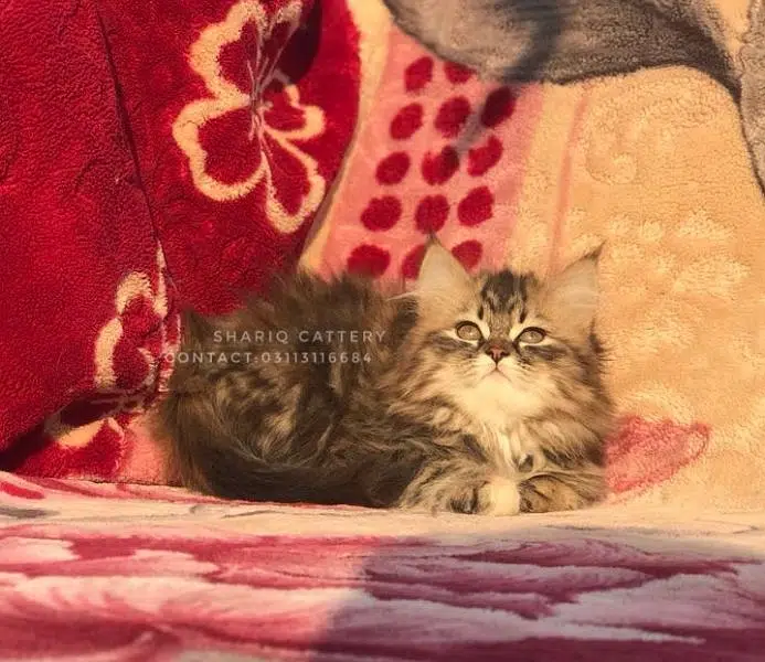 imported quality persian kittens available — photo 12