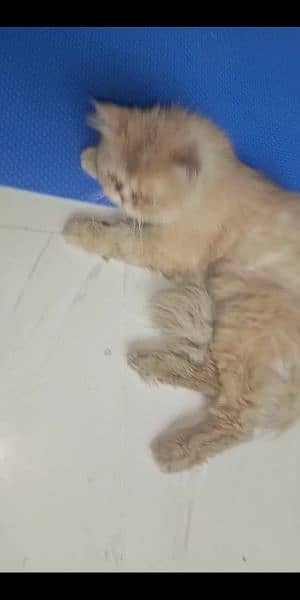 pure Persian male cat 2