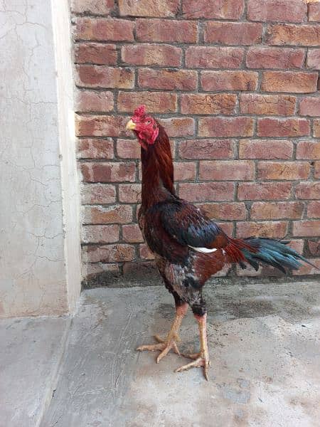 Aseel Murga For sale - Hens & Aseel - 1069016398