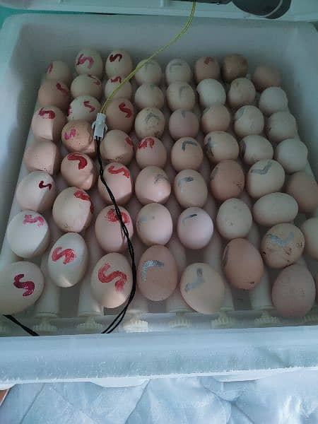 56 egg full automatic incubator for sale 90% +  result 2
