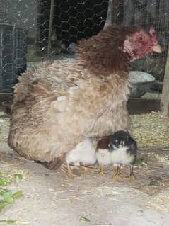 six chicks 1 hen