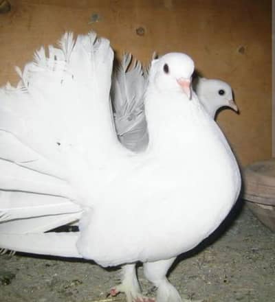 laka kabootar jori