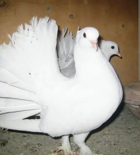 laka kabootar jori