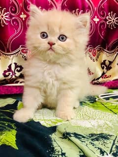 Pure Persian kittens with heavy fur