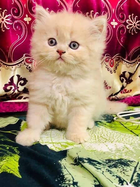 Pure Persian kittens with heavy fur 0