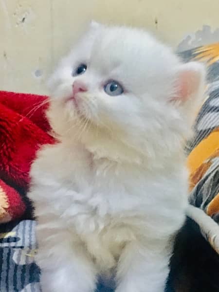 Pure Persian kittens with heavy fur 1