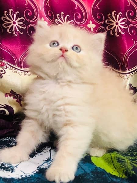 Pure Persian kittens with heavy fur 2