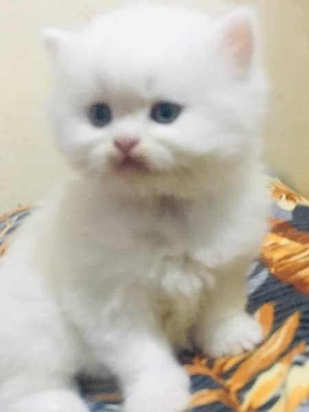 Pure Persian kittens with heavy fur 3