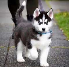 Siberian Husky Puppies