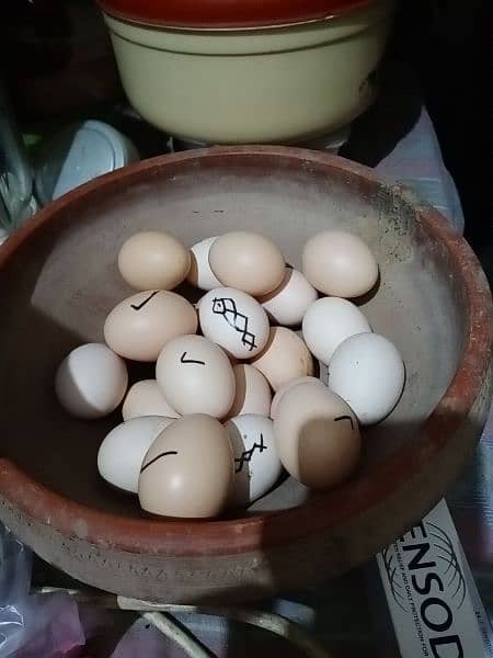 aseel eggs 0