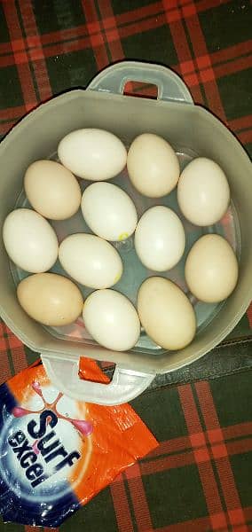 Desi Eggs 0