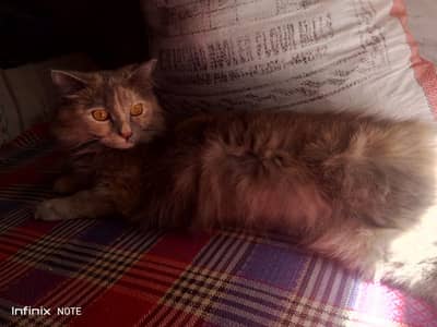 female cat for sale. contact only serious buyer who have male cat. .