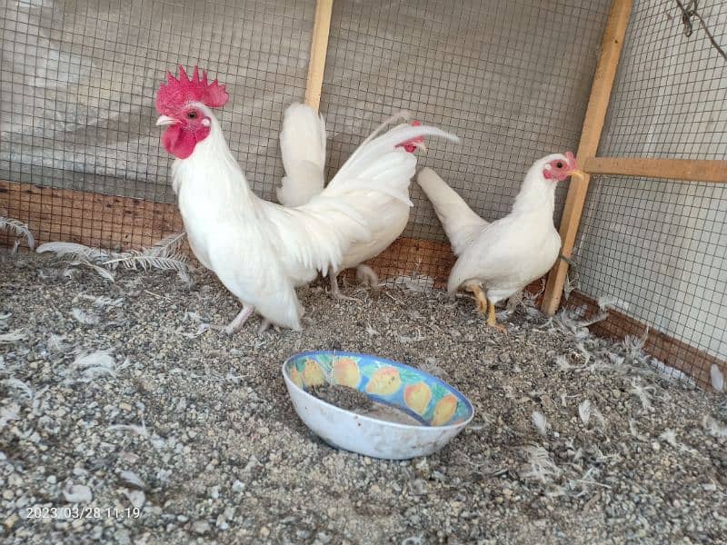 japanese bantam white tail 1