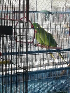 Ringneck Green Parrots For Sale On Urgent Basis