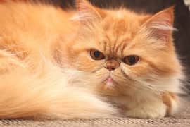 pure Persian Golden Colour  Cat Male 0