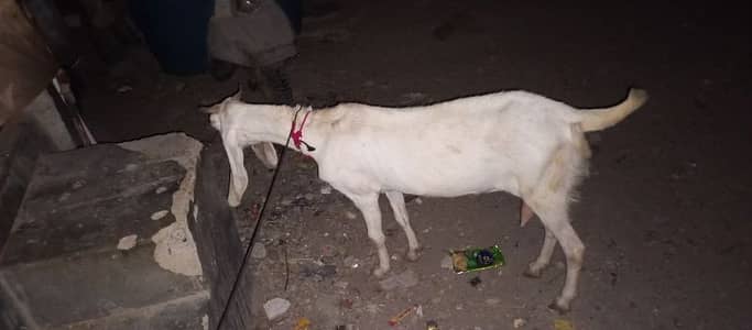 white gulabi nasal 4 ki dant bakri - Livestock - 1069202529