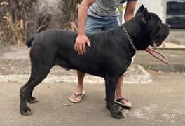 Cane Corso Male 2 Years imported full king size jet black
