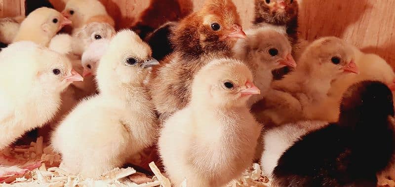 Fancy Chicks,Golden bhuf,Silky,Polish,White heavy,Bantam,Turkey,Barama 0