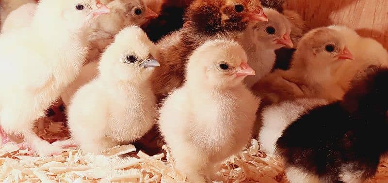 Fancy Chicks,Golden bhuf,Silky,Polish,White heavy,Bantam,Turkey,Barama 1