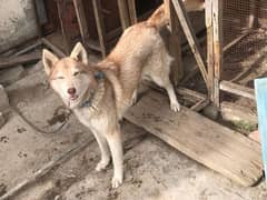 Husky female breeder