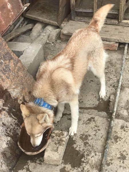 Husky female breeder 3