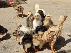 Aseel Chicks
