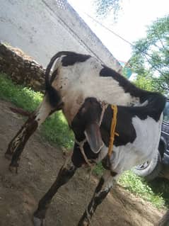 A desi bull for almost 2year  hova beautiful bacha for Qurbani