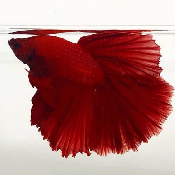 Full moon betta Fish 0