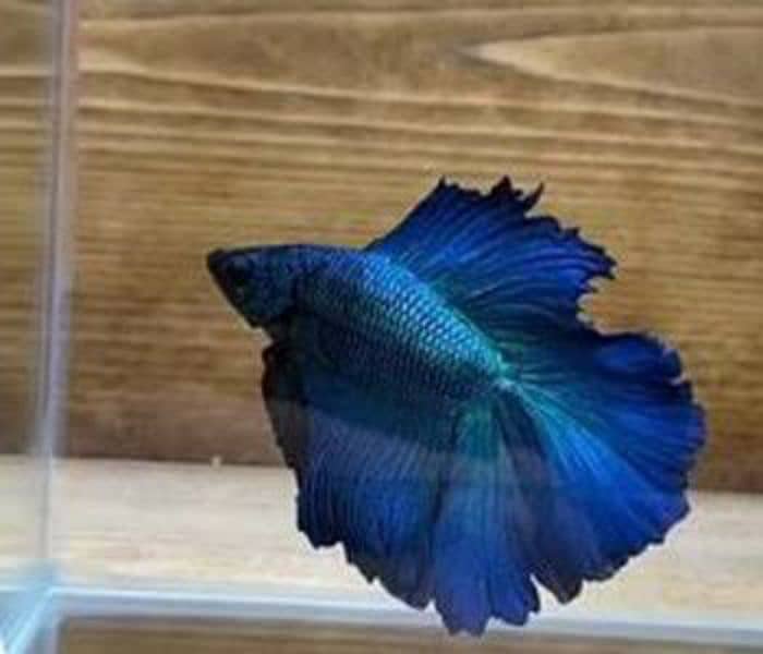 Full moon betta Fish 1