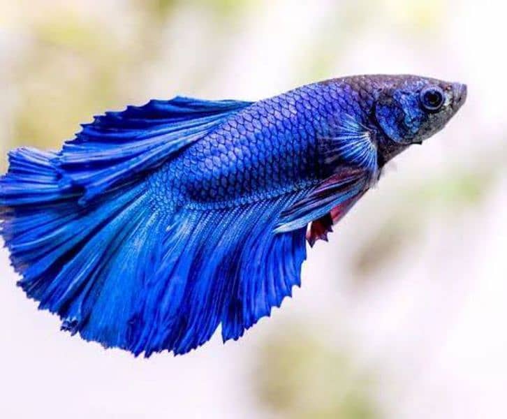 Full moon betta Fish 2