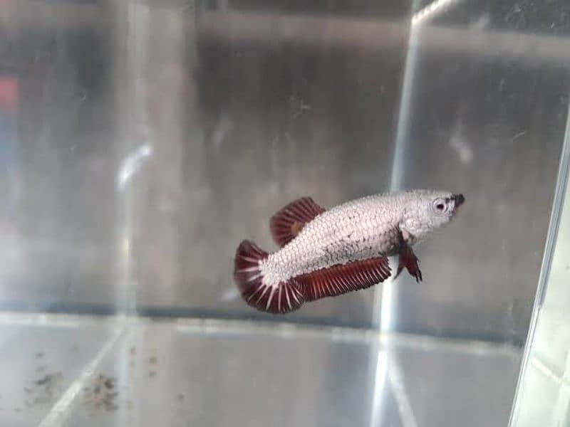 Full moon betta Fish 3