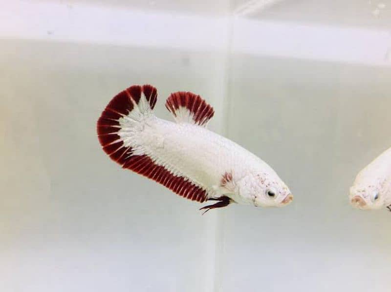 Full moon betta Fish 4