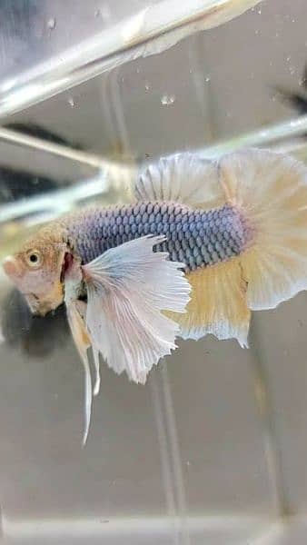 Full moon betta Fish 5