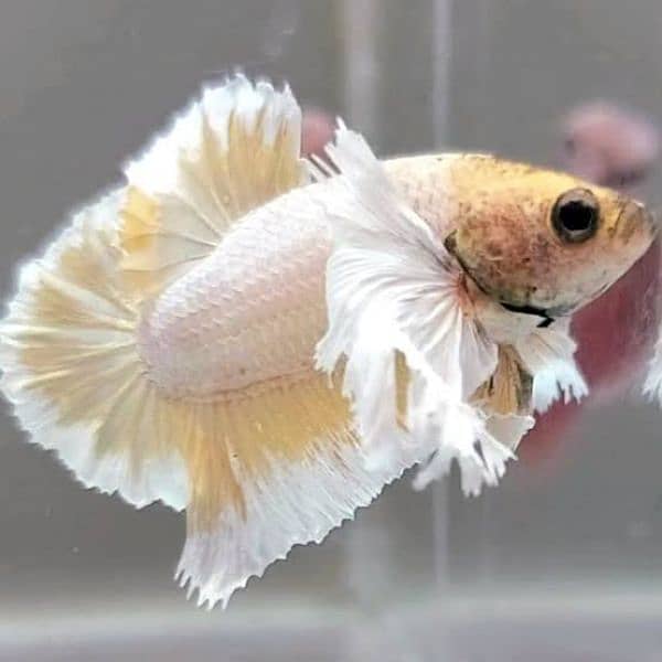 Full moon betta Fish 6