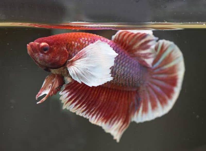 Full moon betta Fish 7