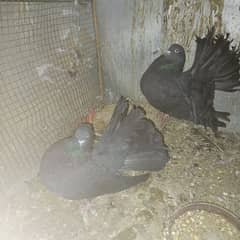 breeder black lakka pigeon pair