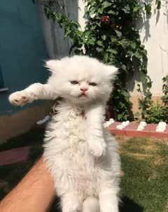 triple coat white persian kitten for sale