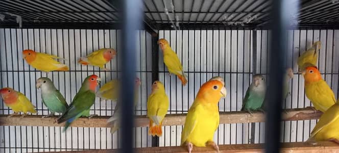 Love Birds yellow opaline pale fallow beautiful.