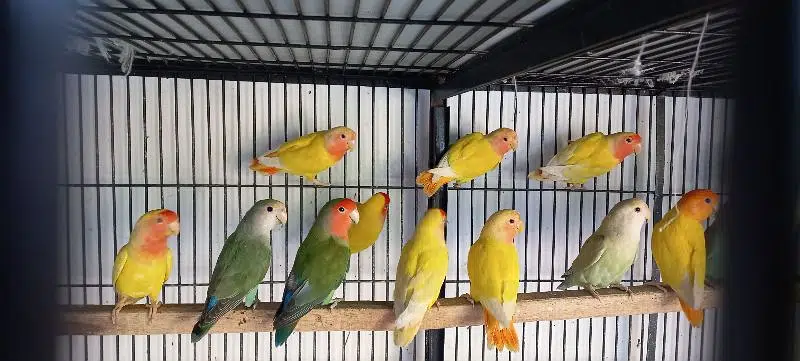Love Birds yellow opaline pale fallow beautiful. — photo 2