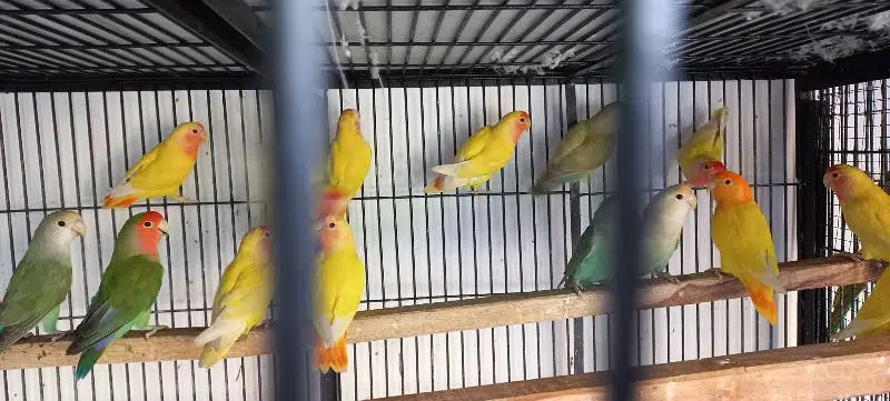 Love Birds yellow opaline pale fallow beautiful. — photo 3
